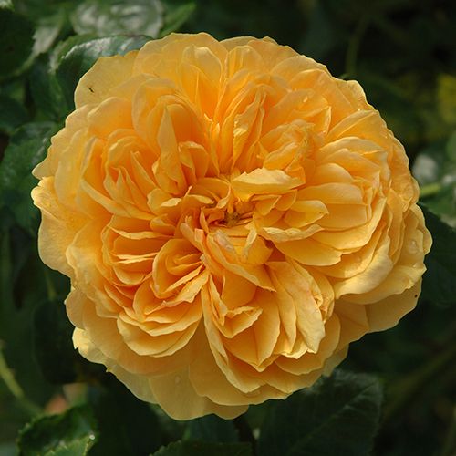 Rosen Online Shop - nostalgische rosen - gelb - Rosa Leah Tutu™ - diskret duftend - Heather M. Horner - -